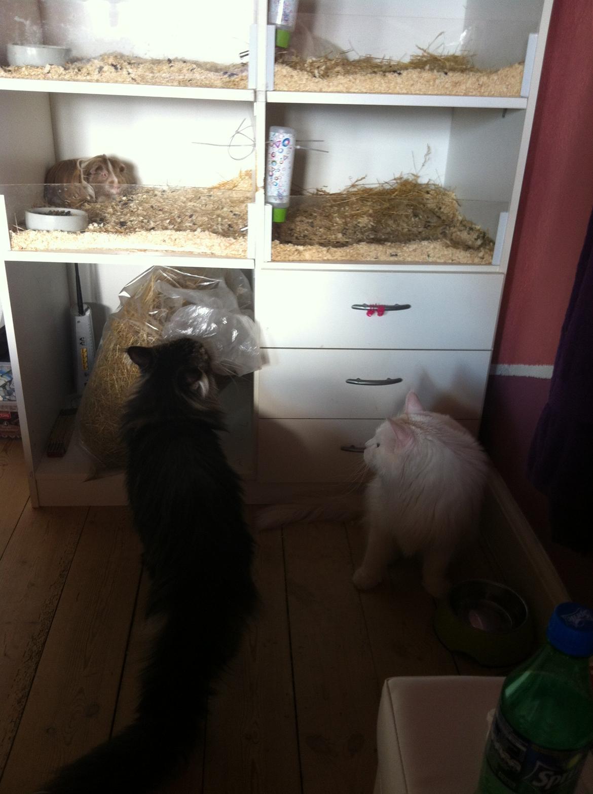 Maine Coon Las Vegas billede 4