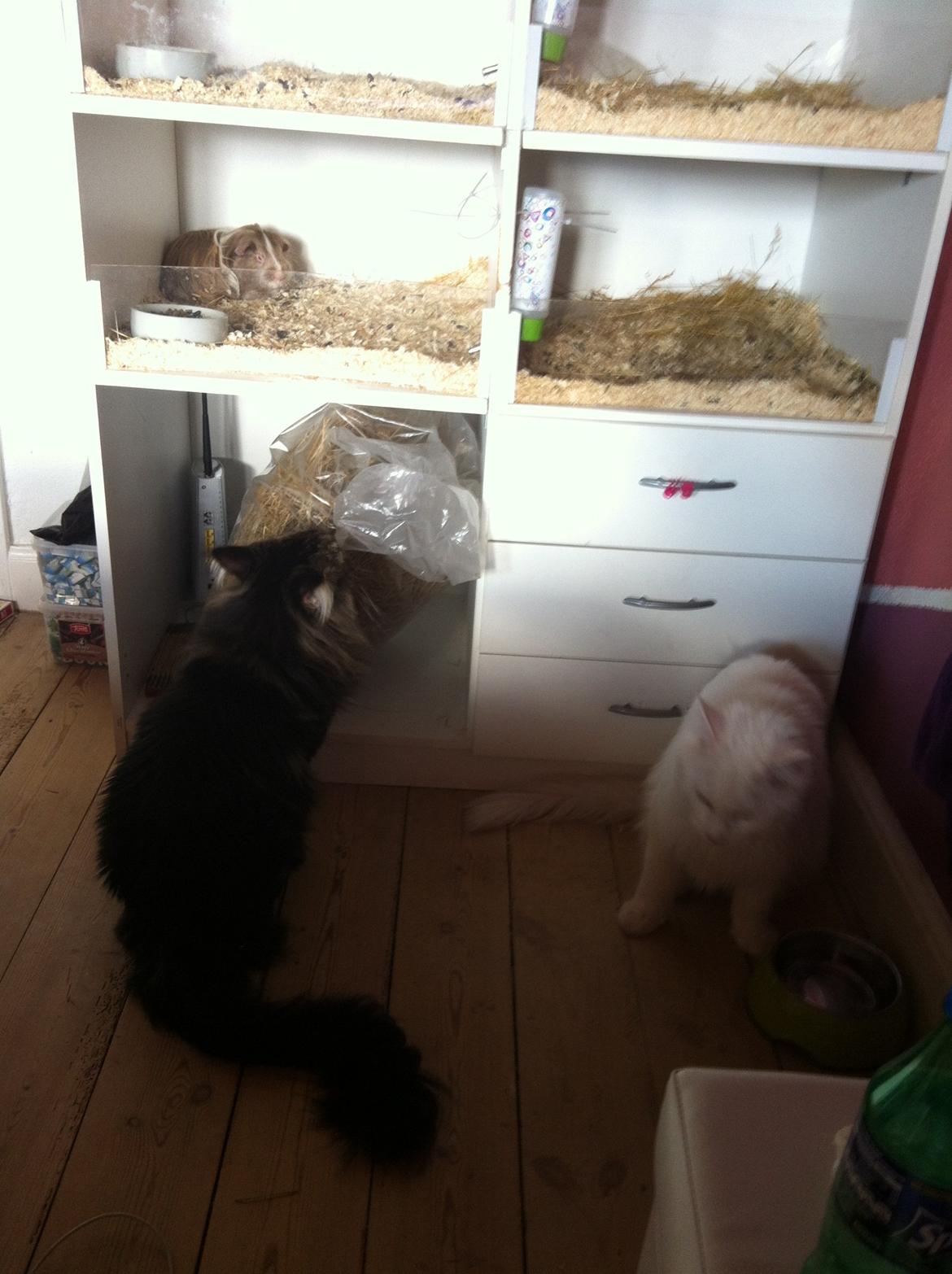 Maine Coon Las Vegas billede 5