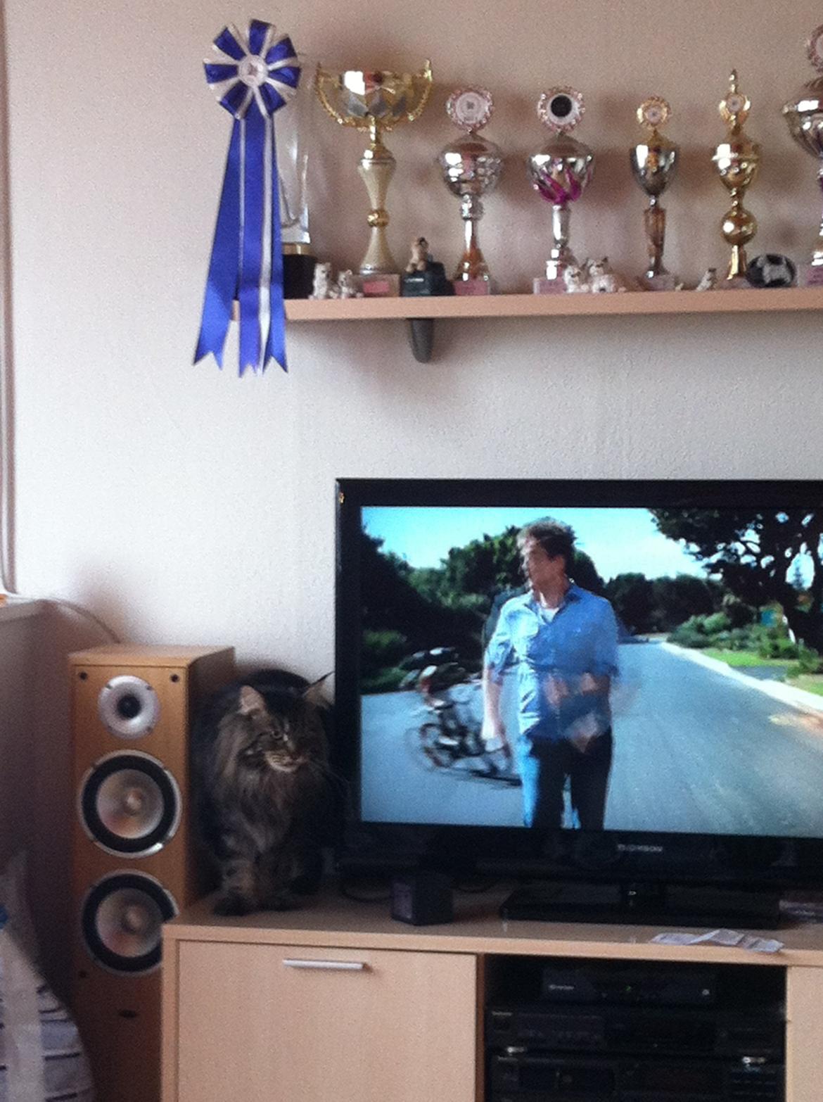 Maine Coon Las Vegas billede 6