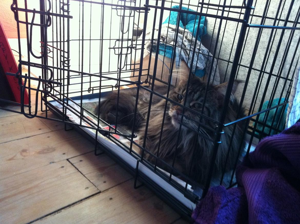 Maine Coon Las Vegas billede 7