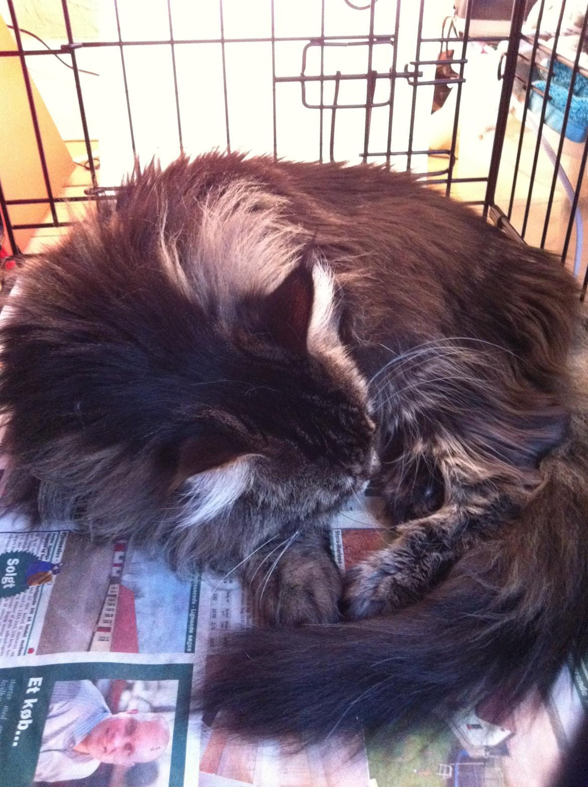 Maine Coon Las Vegas billede 8