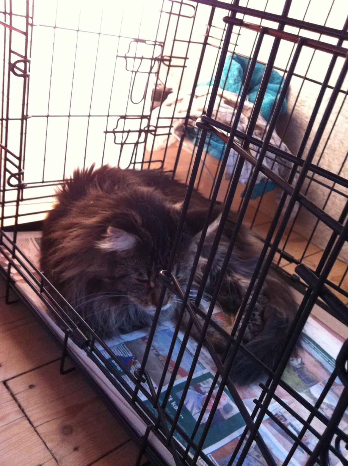 Maine Coon Las Vegas billede 9