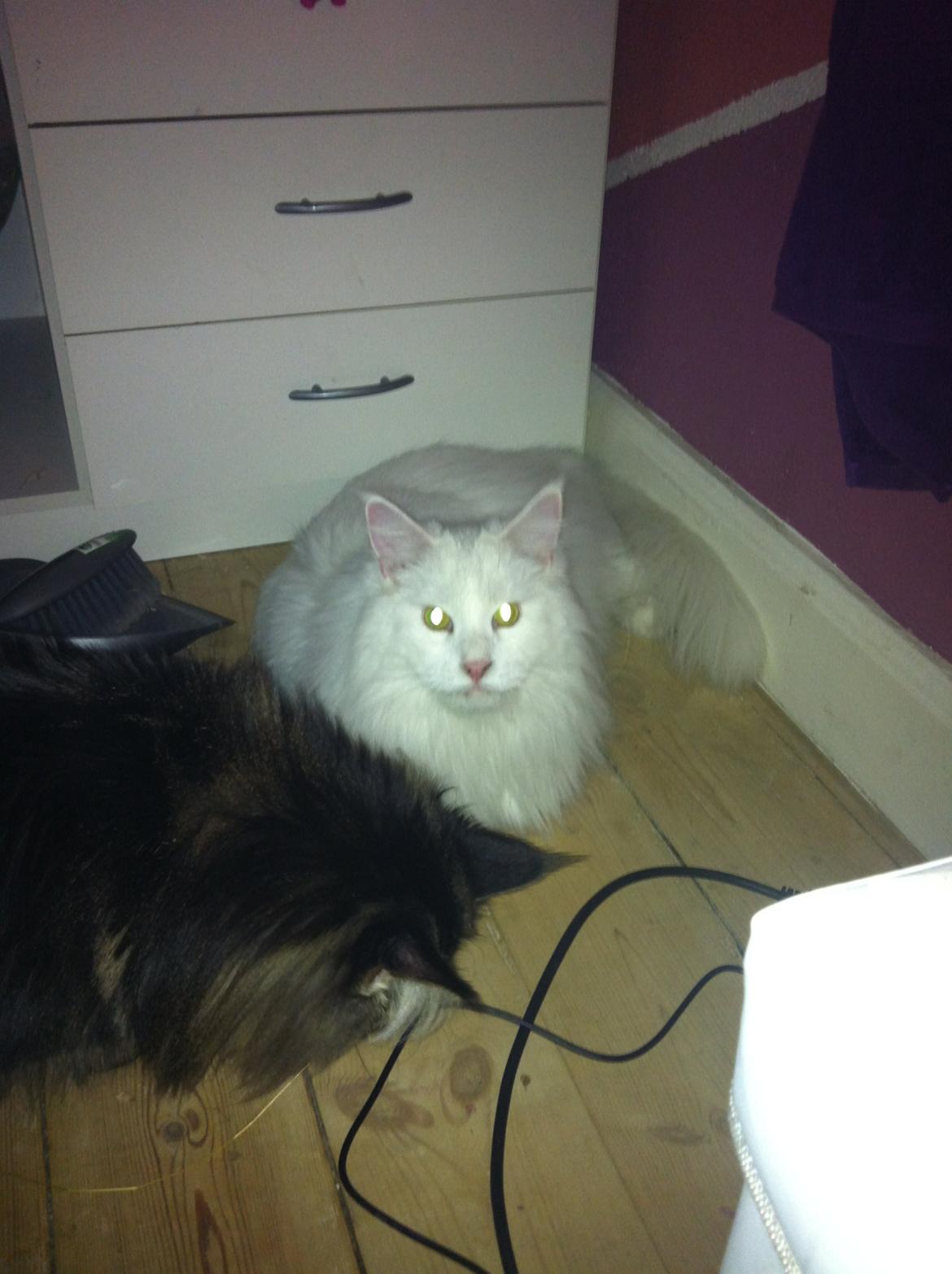 Maine Coon White Ghost billede 1