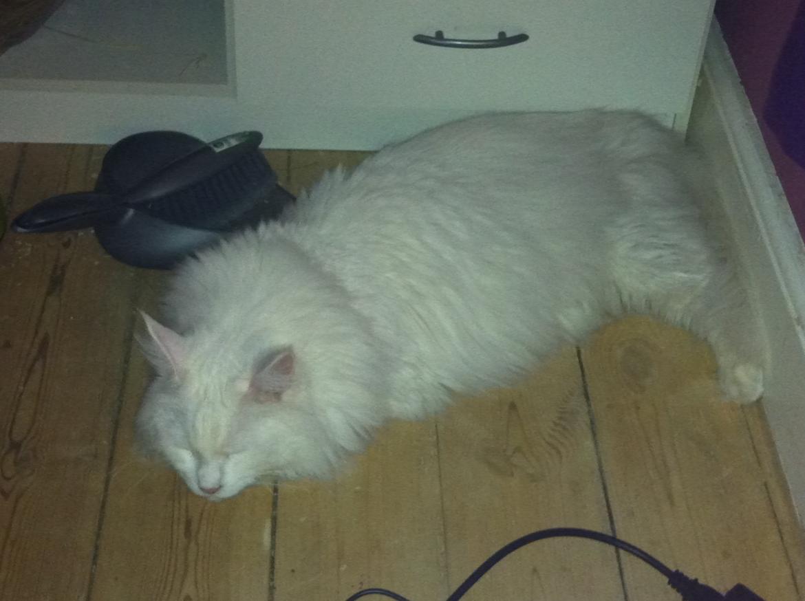 Maine Coon White Ghost billede 2