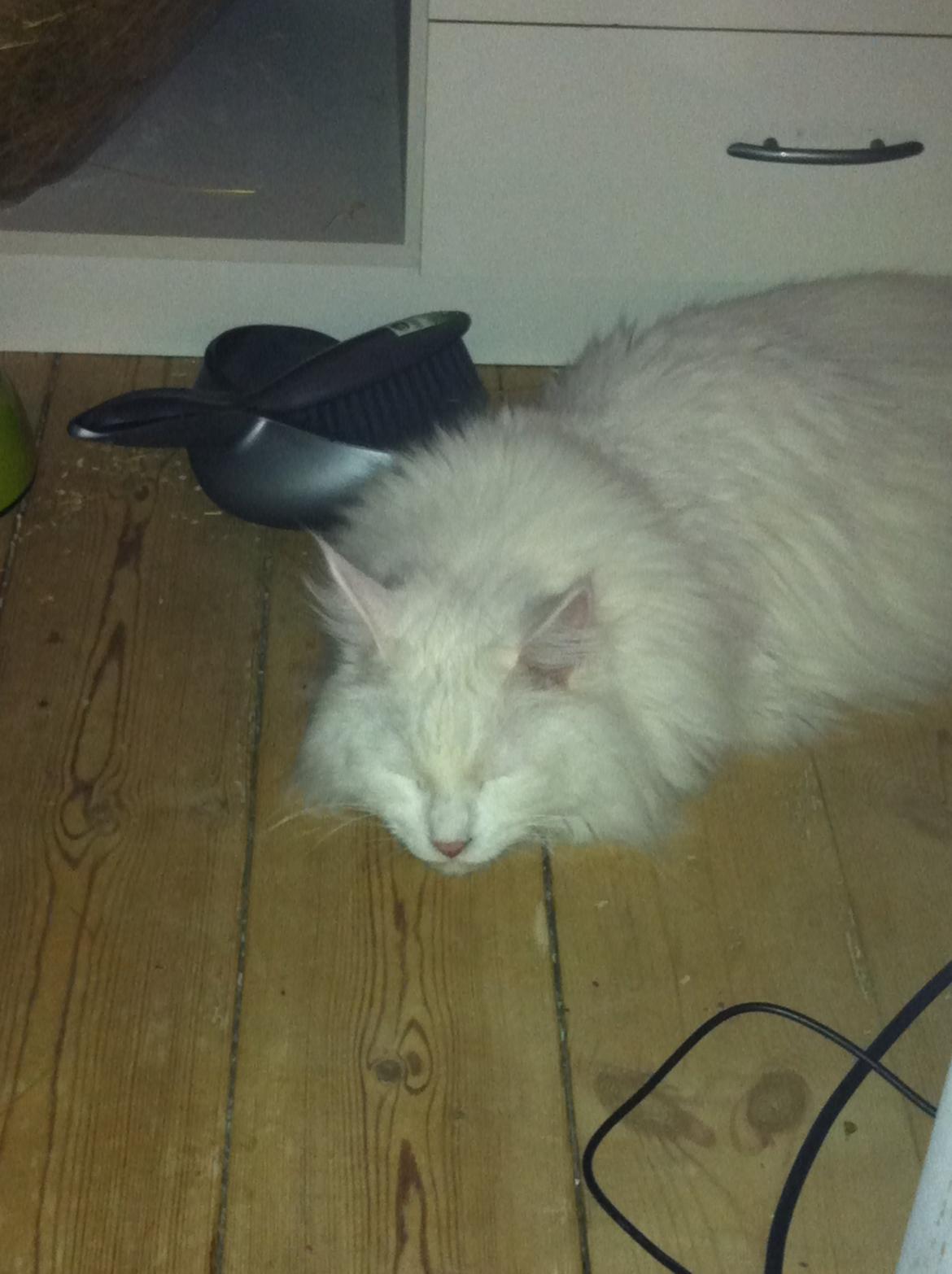 Maine Coon White Ghost billede 3