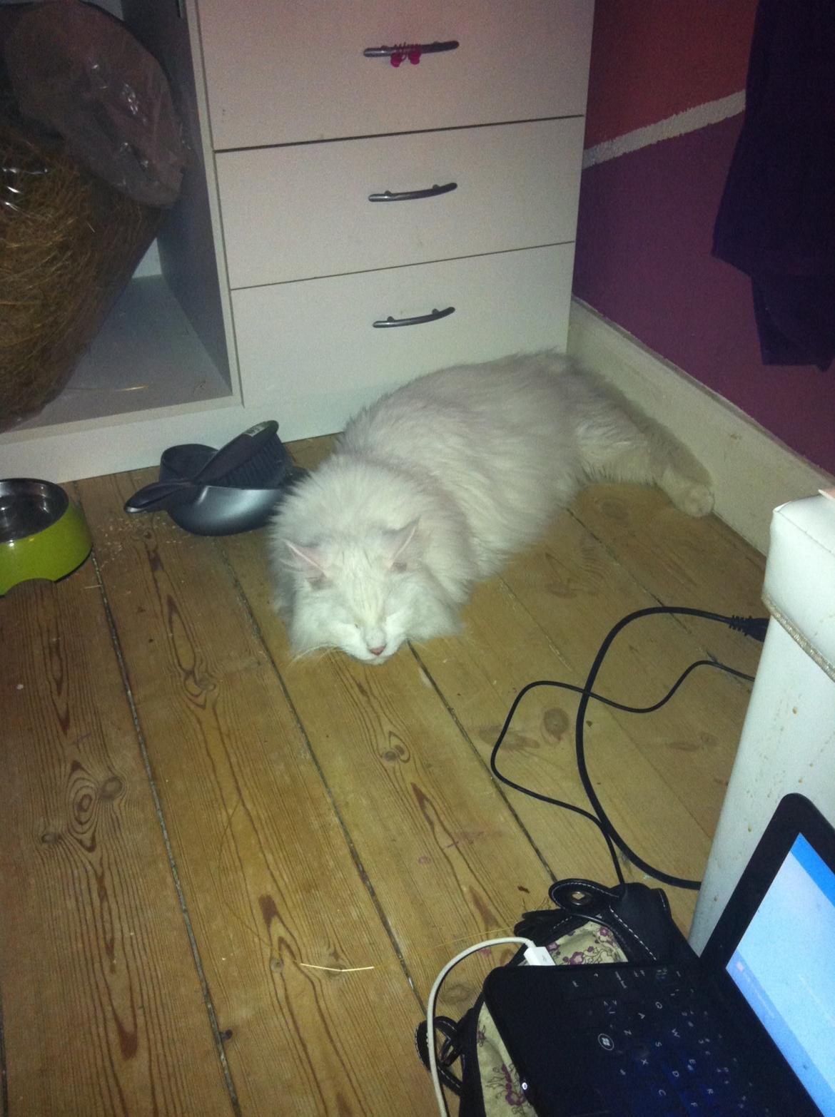 Maine Coon White Ghost billede 4