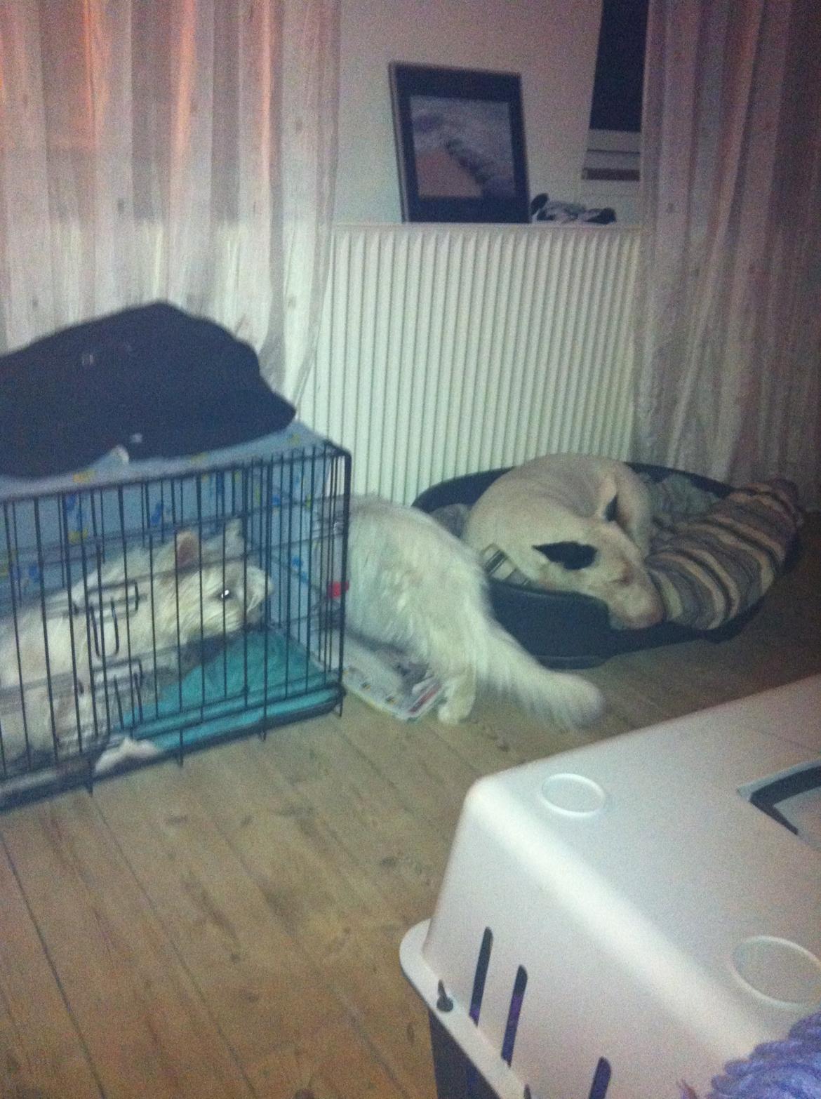 Maine Coon White Ghost billede 5