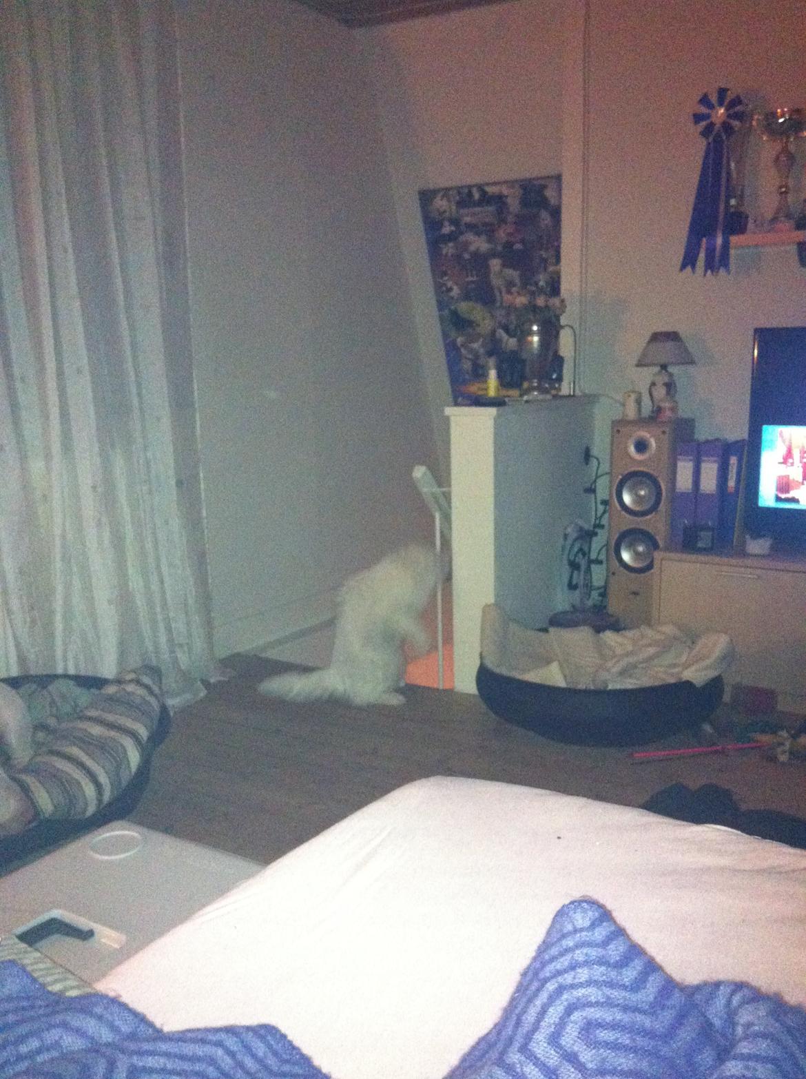 Maine Coon White Ghost billede 6