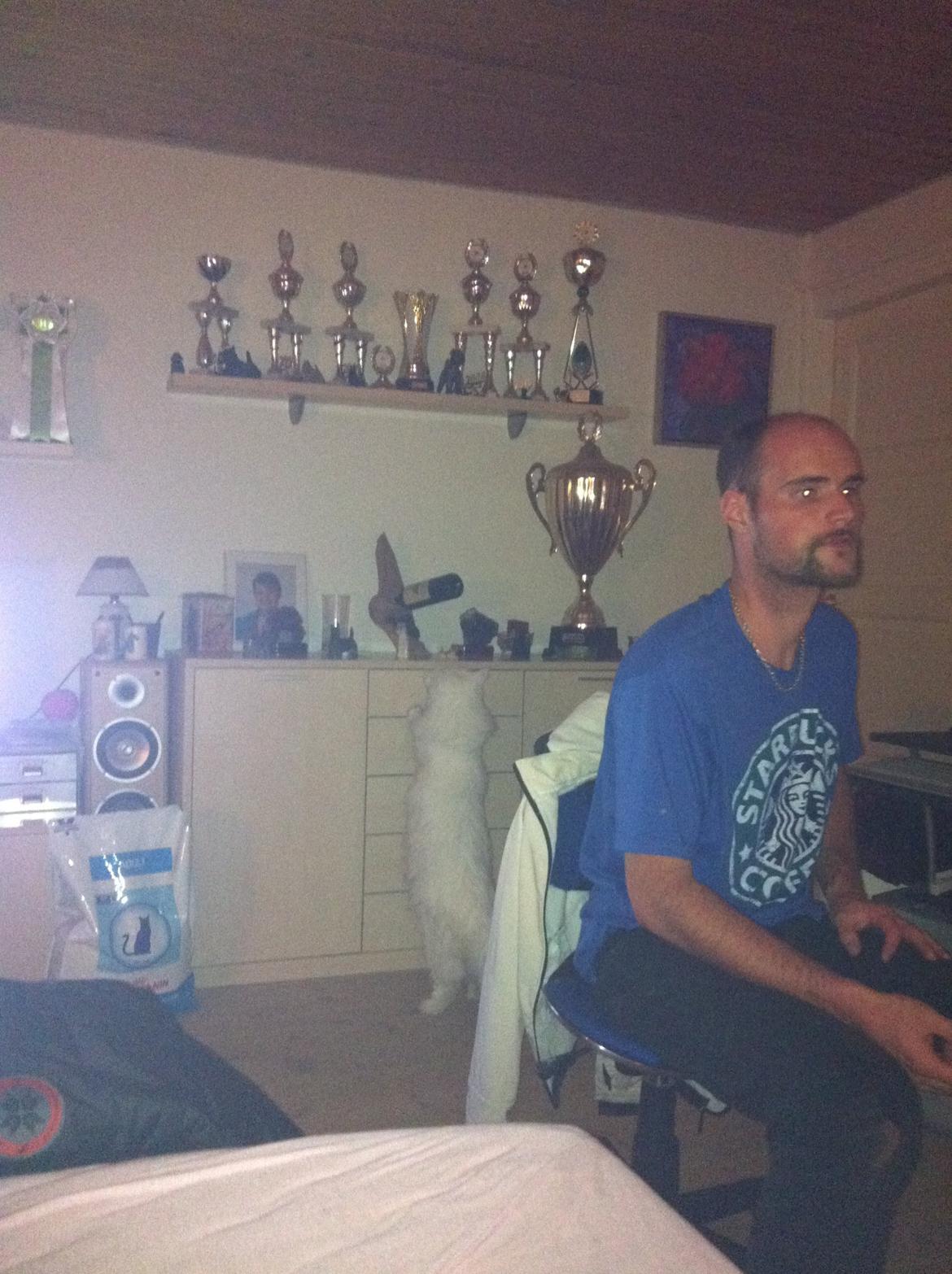 Maine Coon White Ghost billede 7