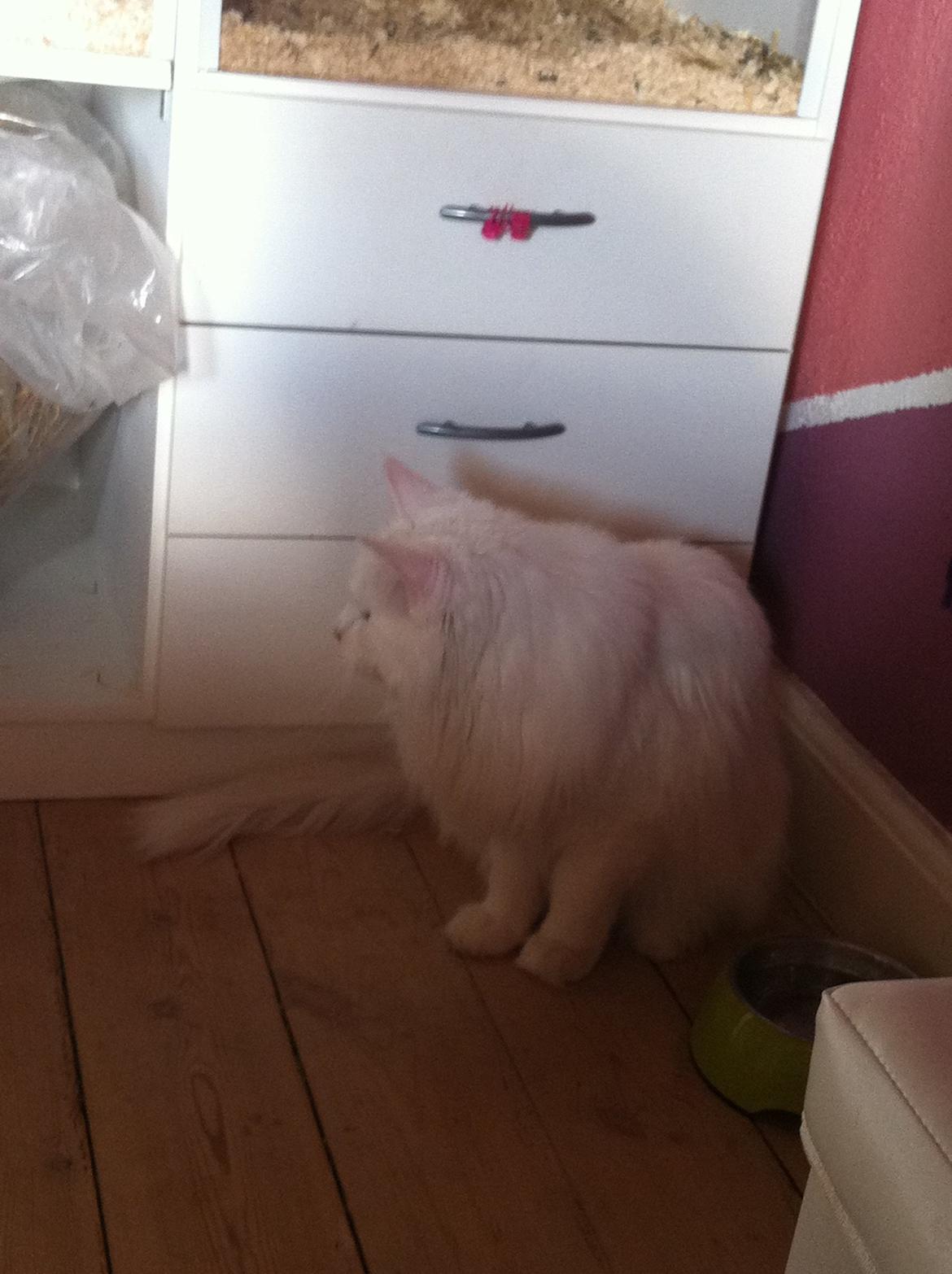 Maine Coon White Ghost billede 8