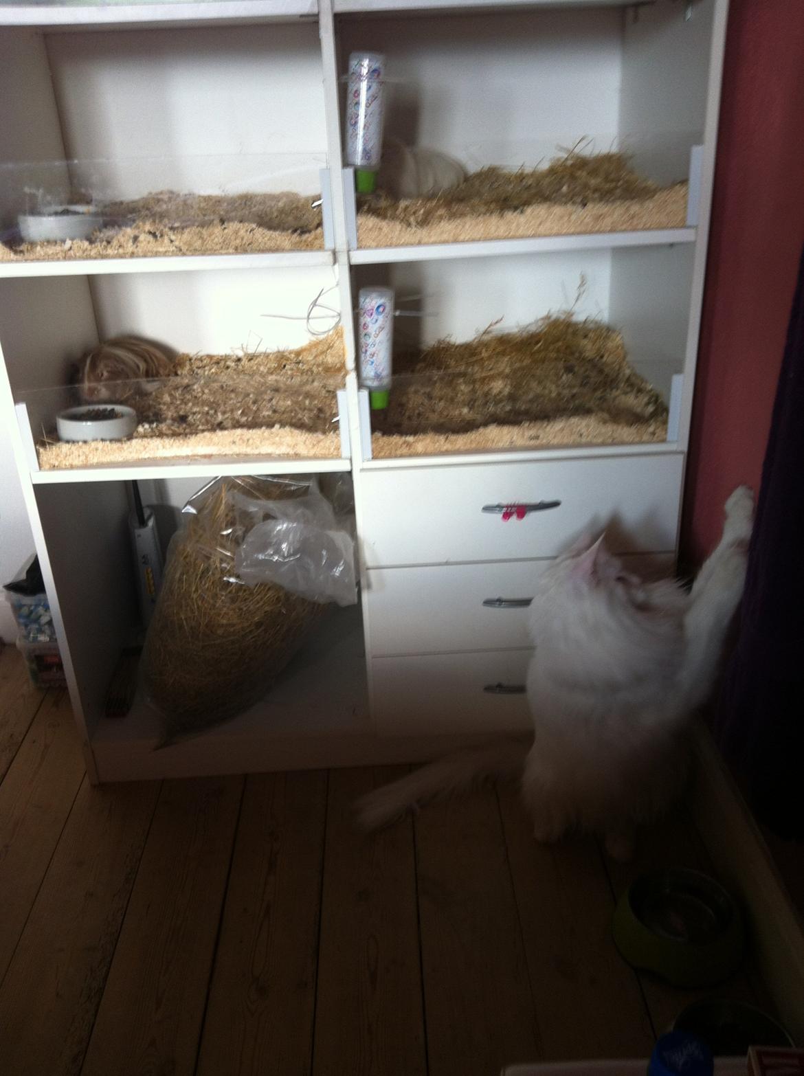 Maine Coon White Ghost billede 9