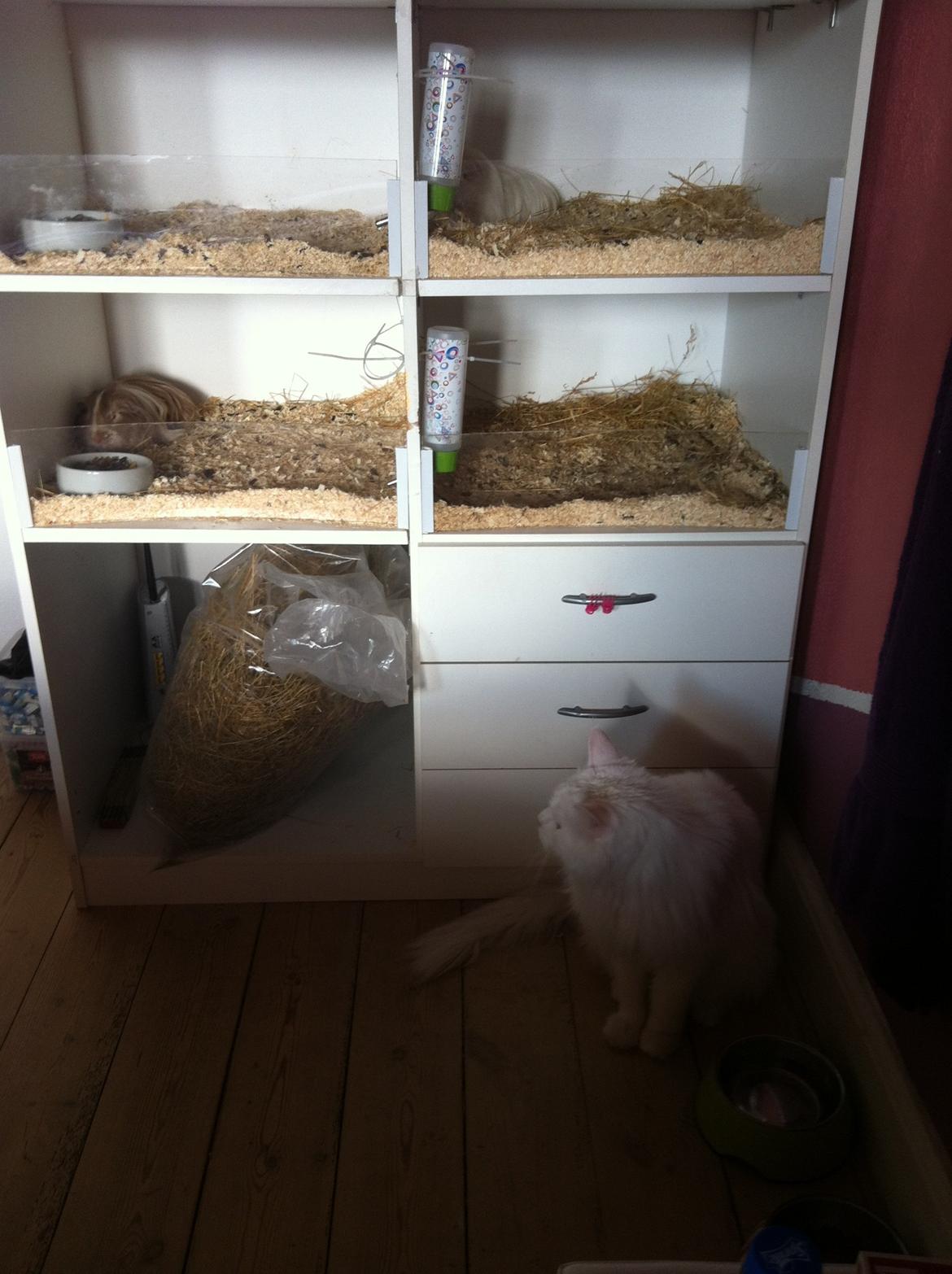 Maine Coon White Ghost billede 10