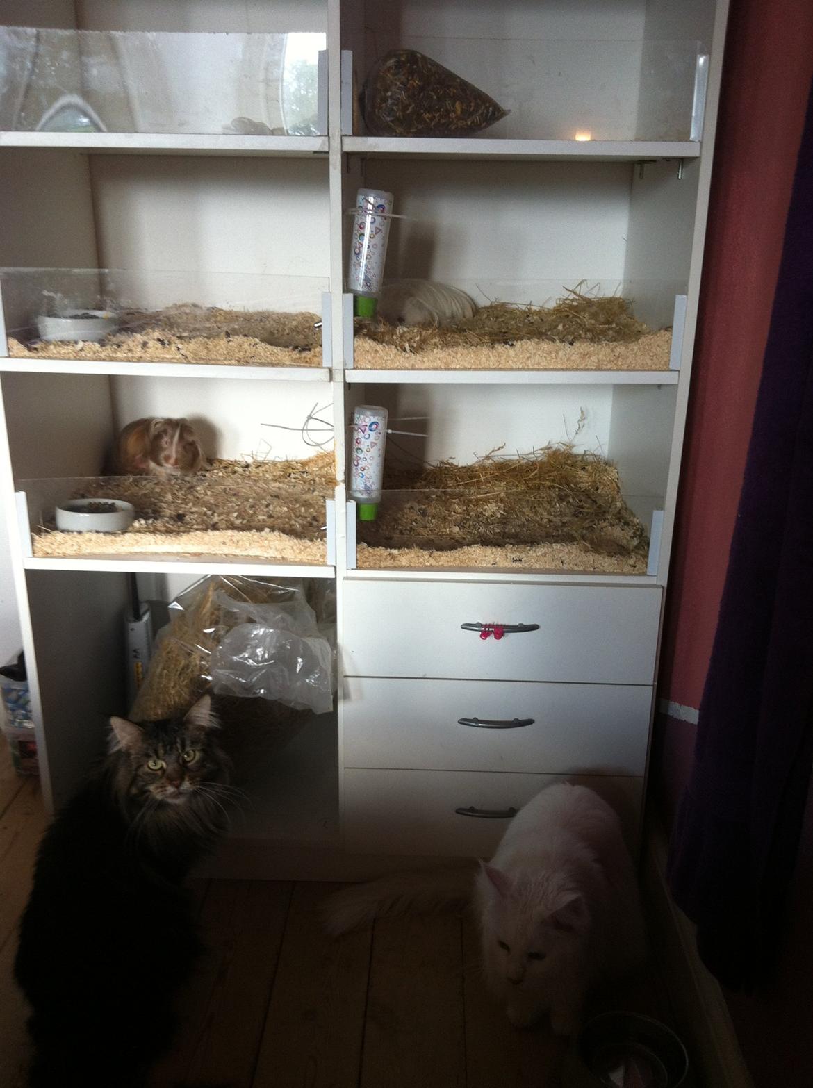 Maine Coon White Ghost billede 11