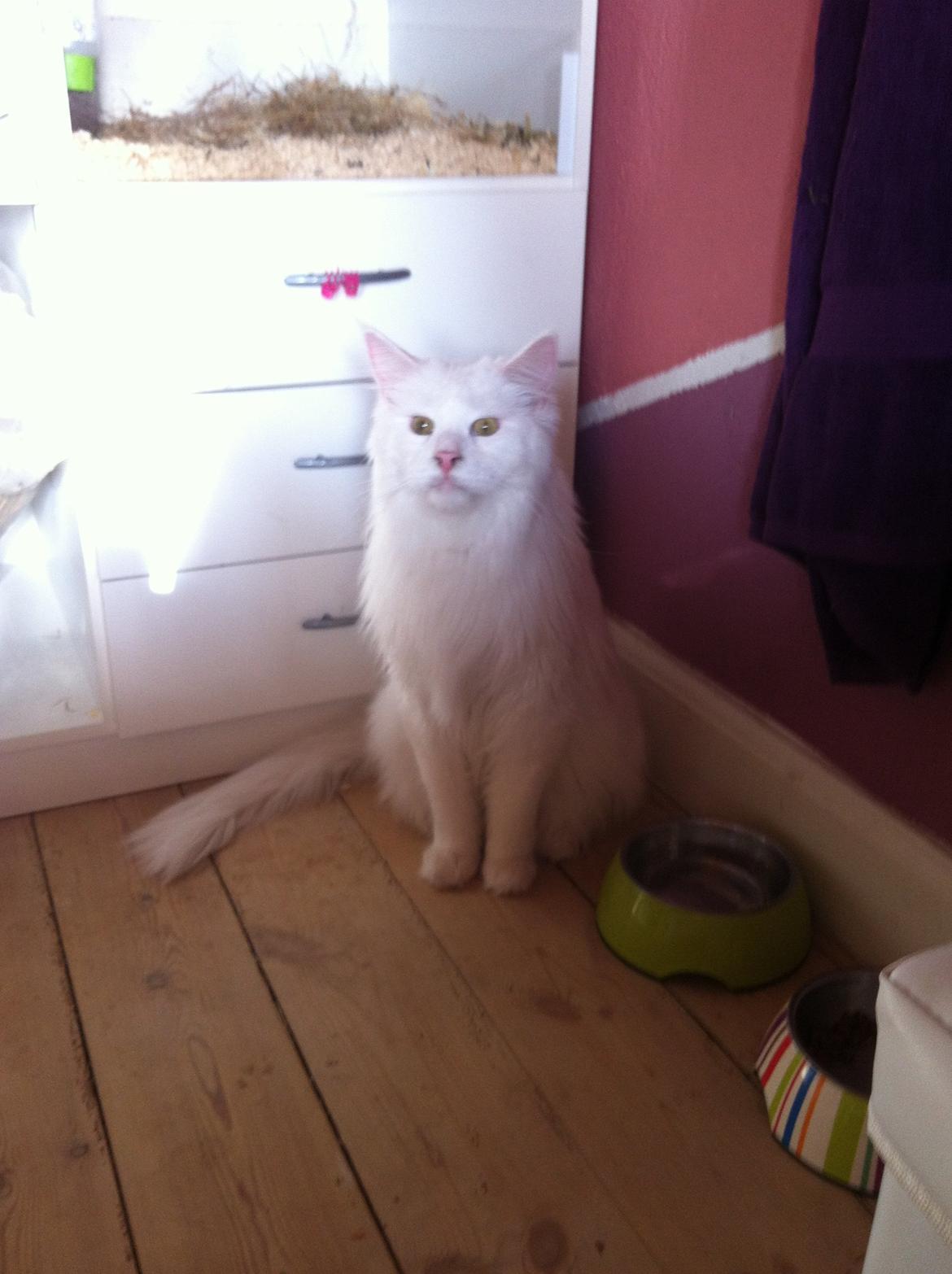 Maine Coon White Ghost billede 13