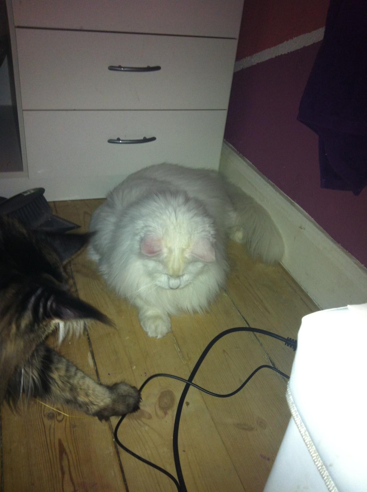 Maine Coon White Ghost billede 14