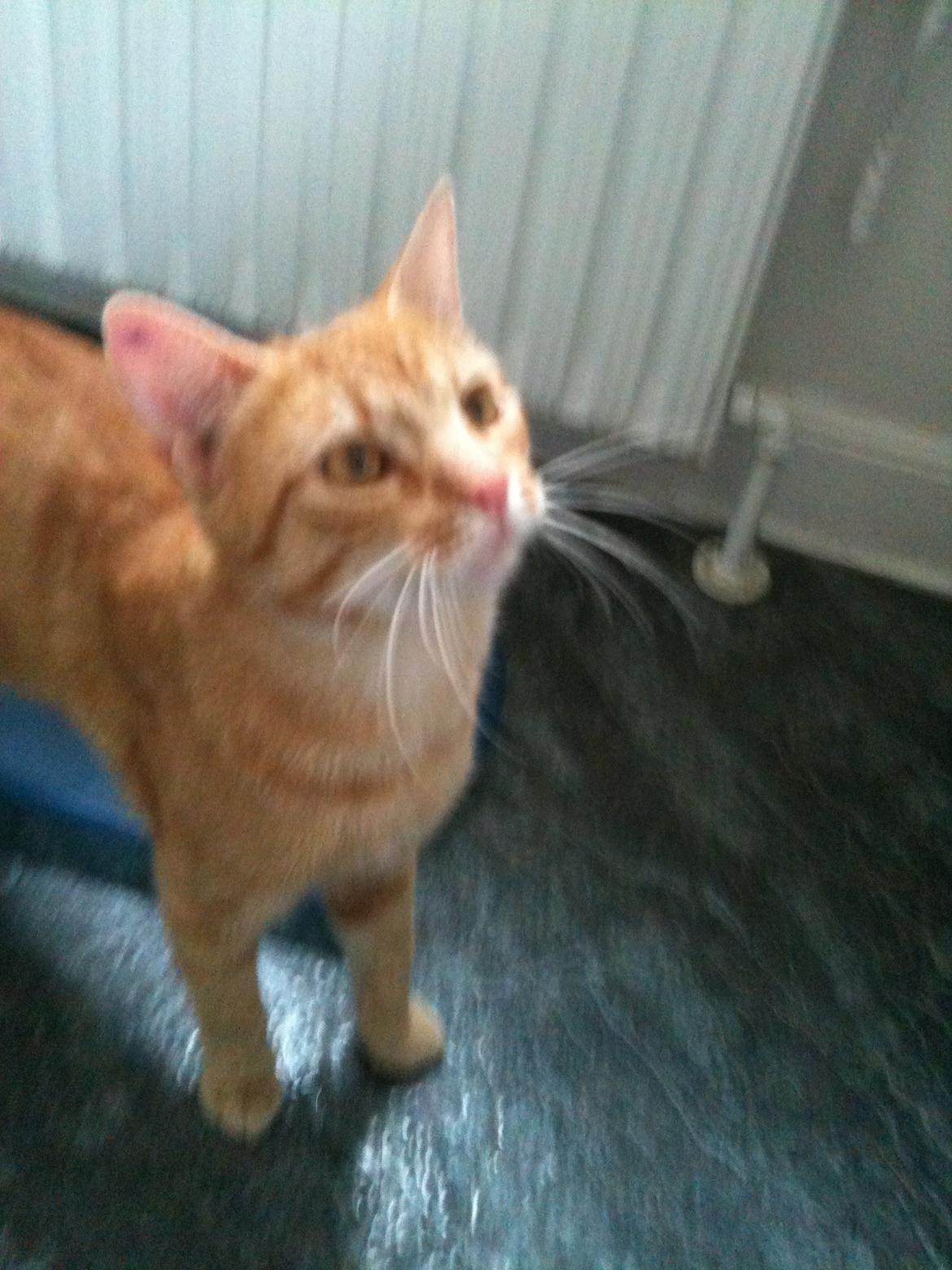 Huskat Chivas - Hov hva søgeren kommer der mad billede 1