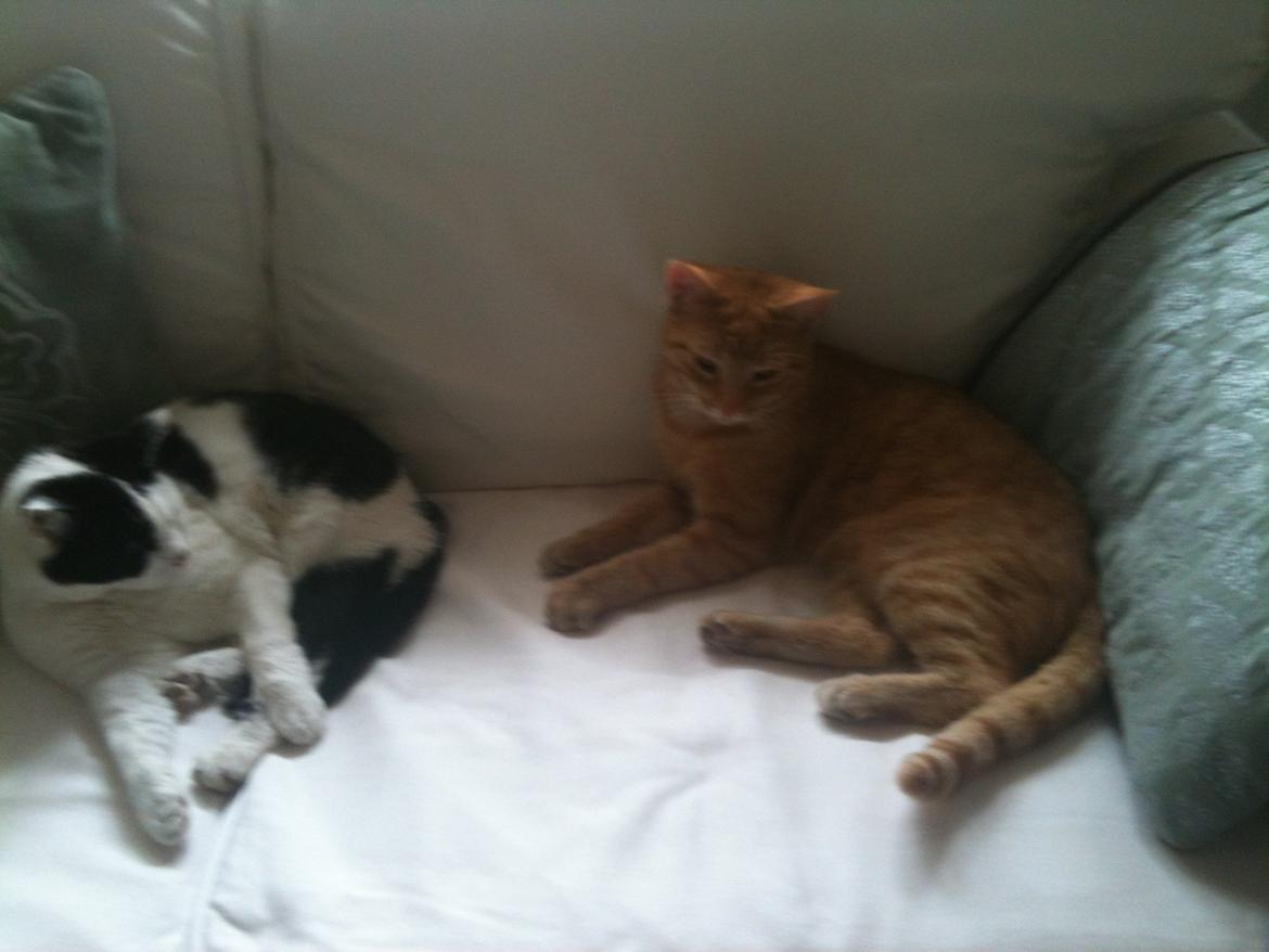 Huskat Chivas - Hun er ret da sød hende Molly billede 2