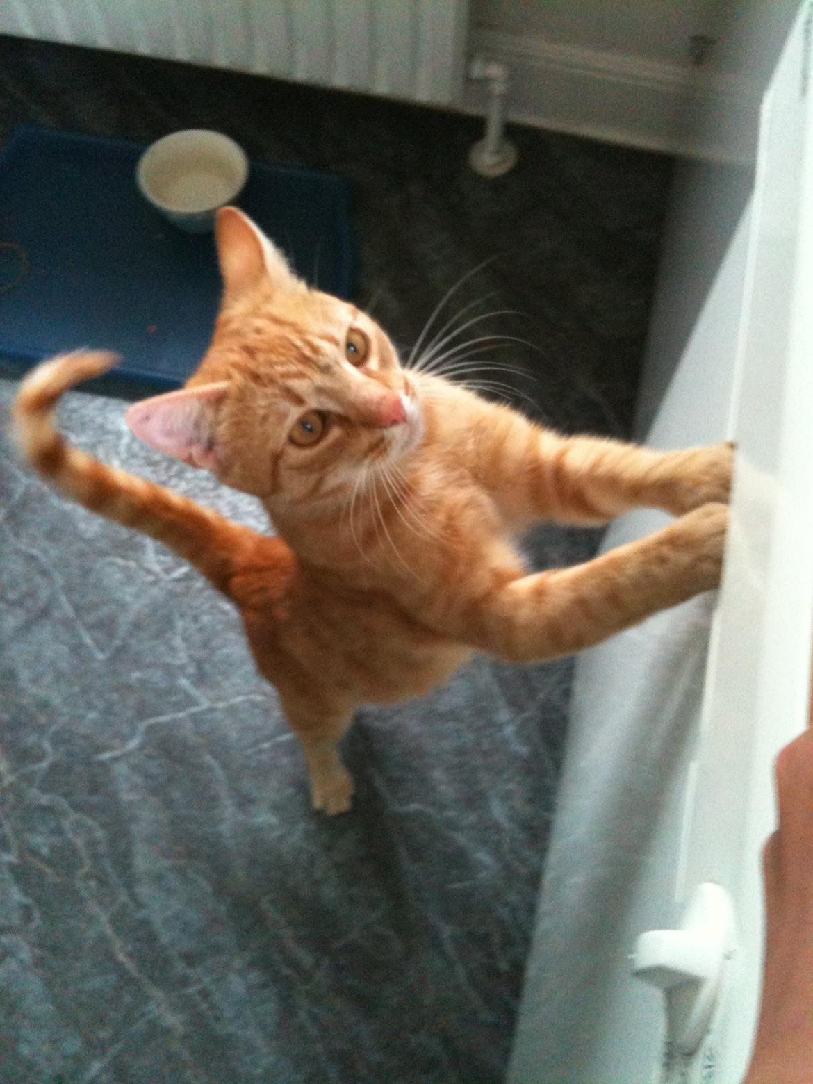 Huskat Chivas - Gi mig så det mad billede 3