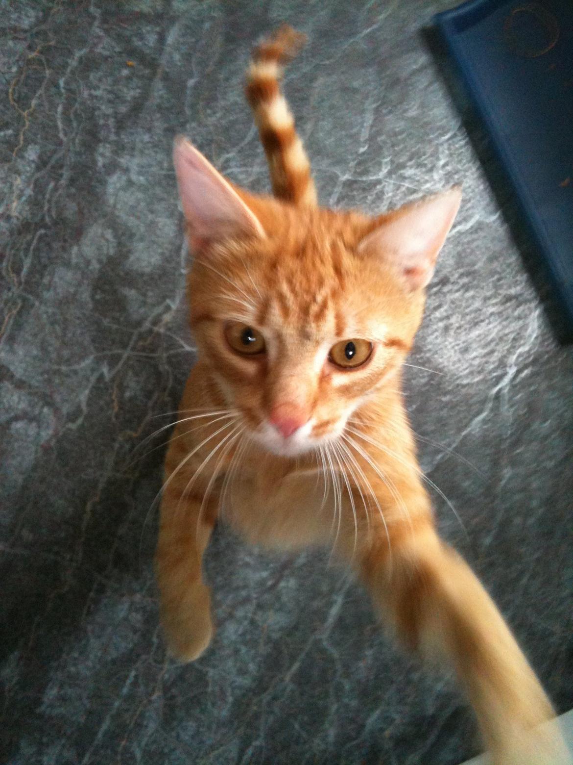 Huskat Chivas - Goddag kamera billede 4