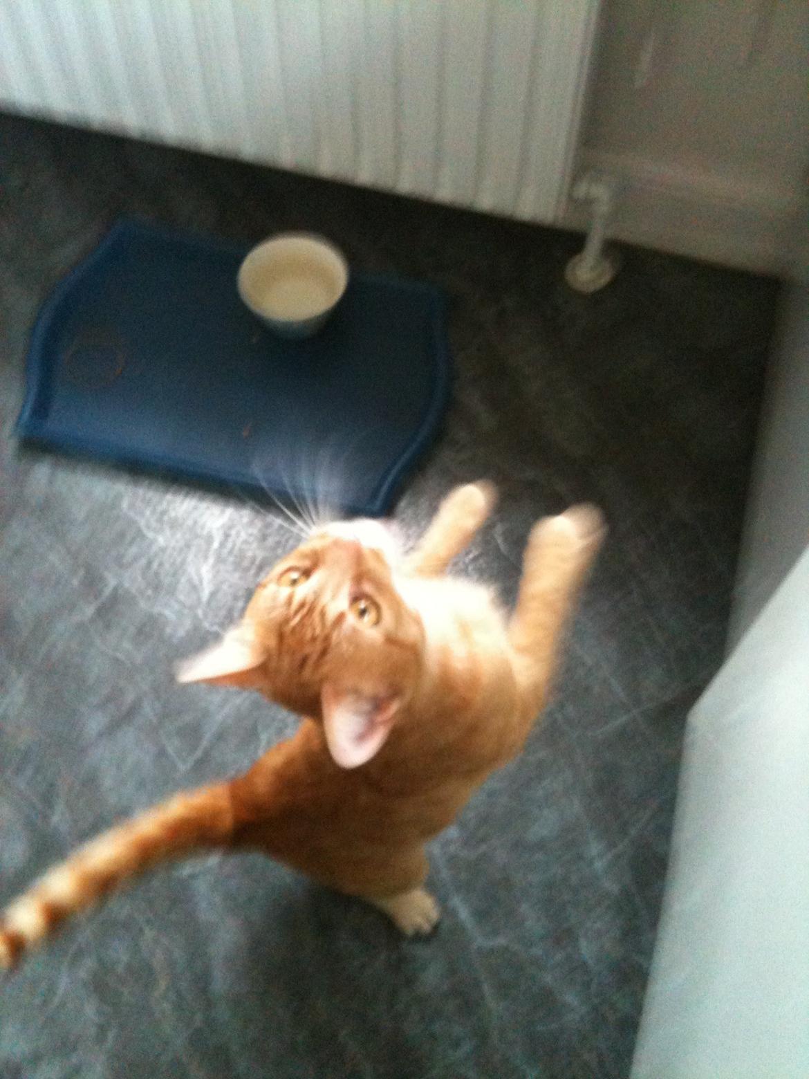 Huskat Chivas - Mad mad mad mad mad billede 5