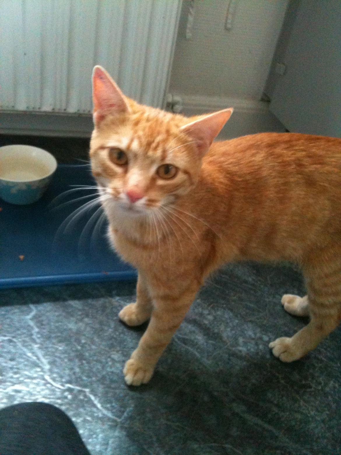 Huskat Chivas - Plizz ville du ikke give mig det mad se hvor sød jeg er billede 6