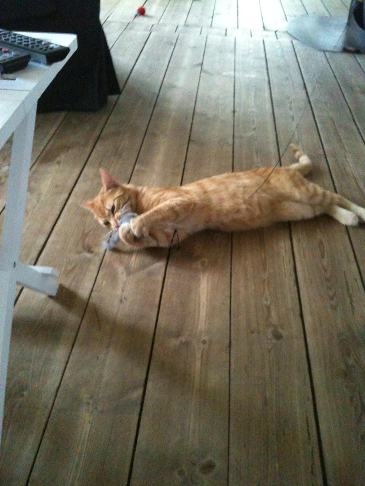 Huskat Chivas - Ajj den mus er ret sjov billede 7