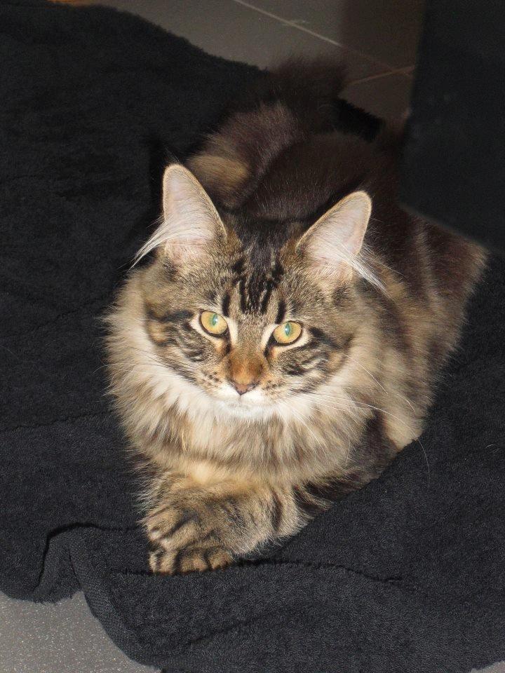 Maine Coon Cholié billede 1