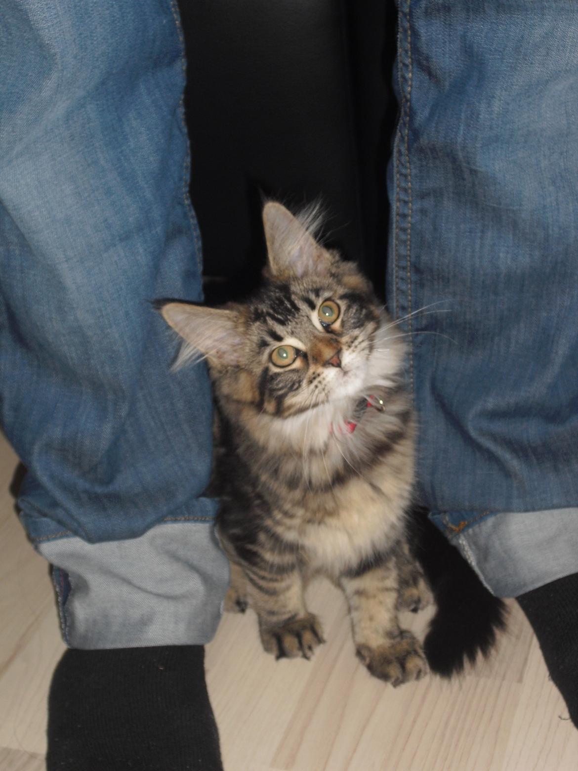 Maine Coon Cholié billede 2