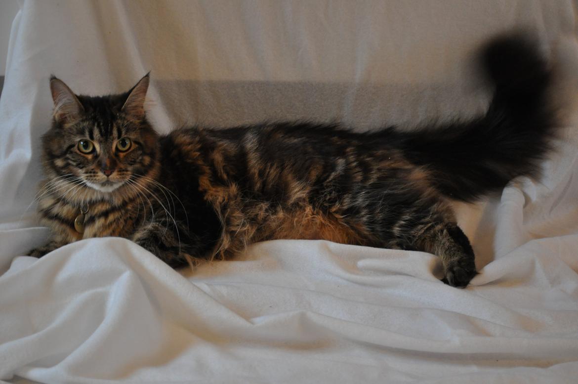 Maine Coon Cholié billede 3