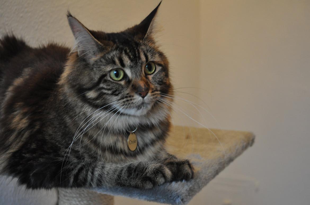 Maine Coon Cholié billede 4