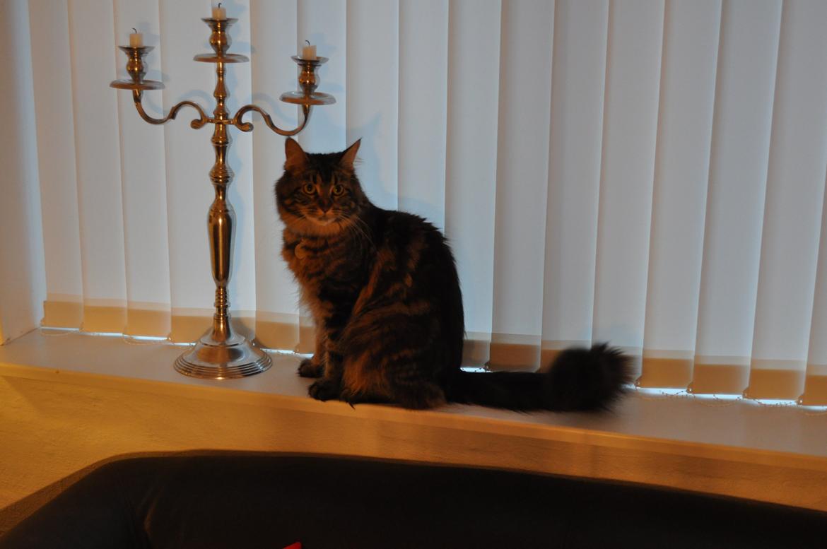 Maine Coon Cholié billede 5