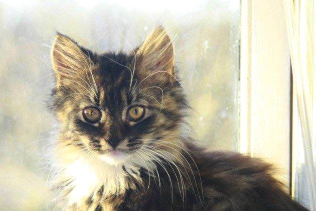 Blanding af racer Nova billede 1