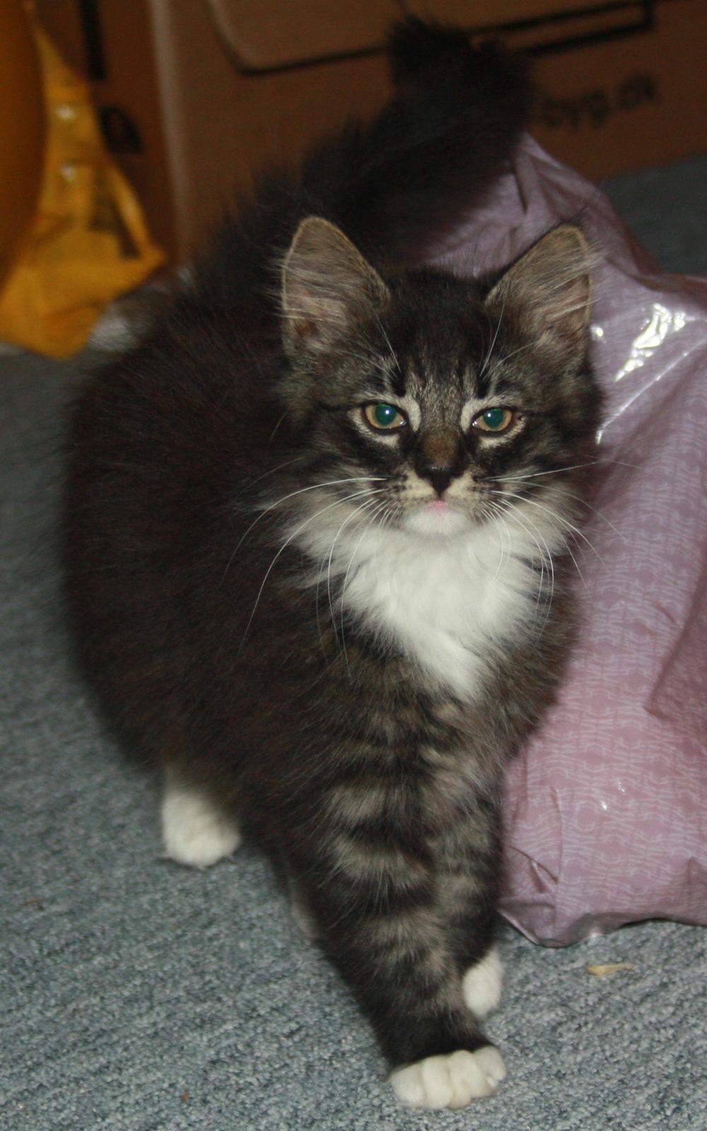 Blanding af racer Nova billede 2