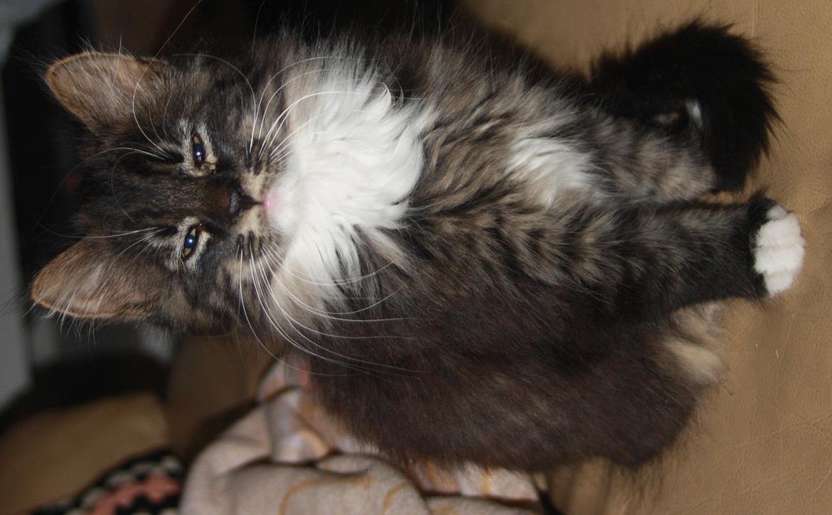 Blanding af racer Nova billede 3