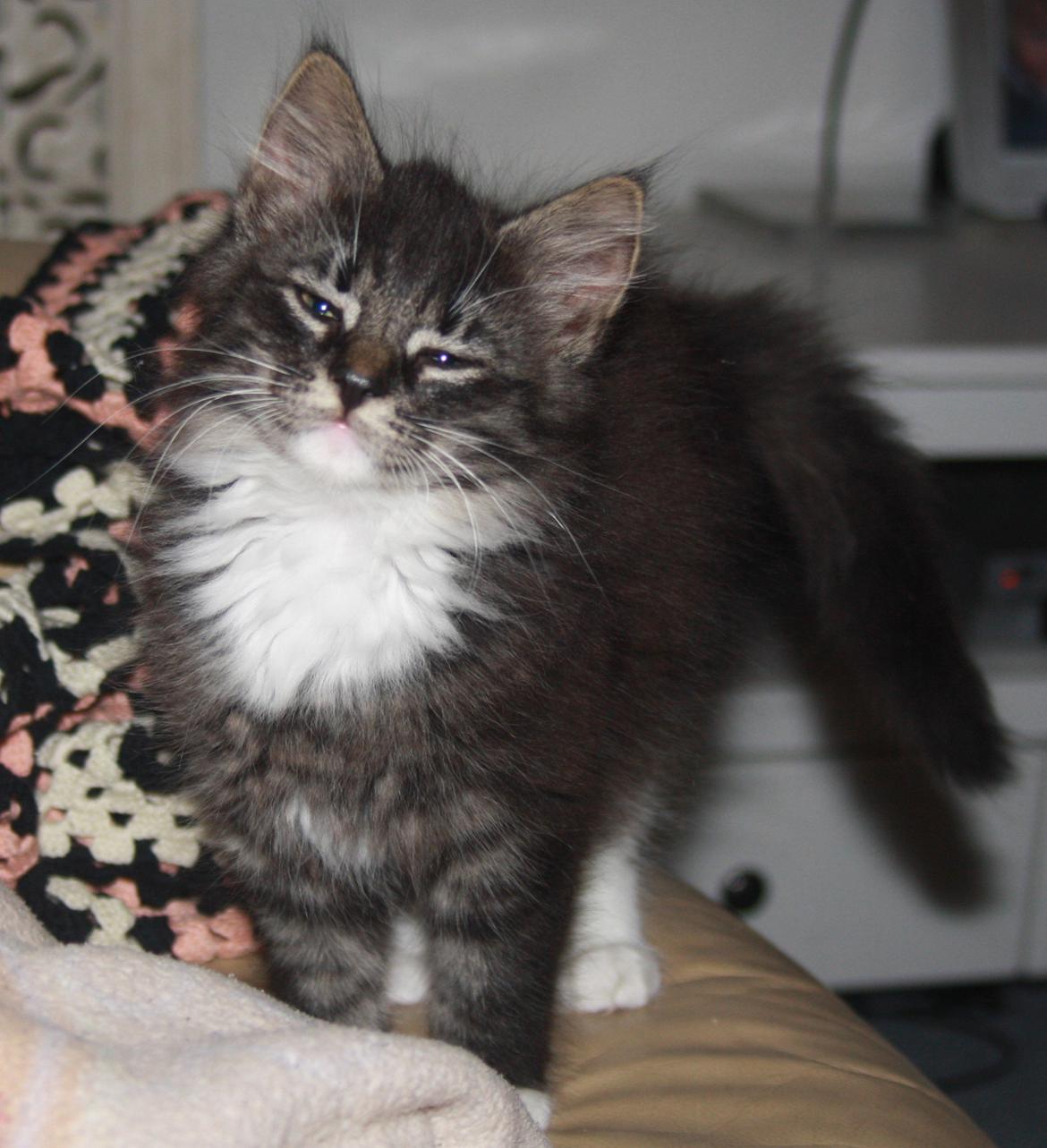 Blanding af racer Nova billede 4