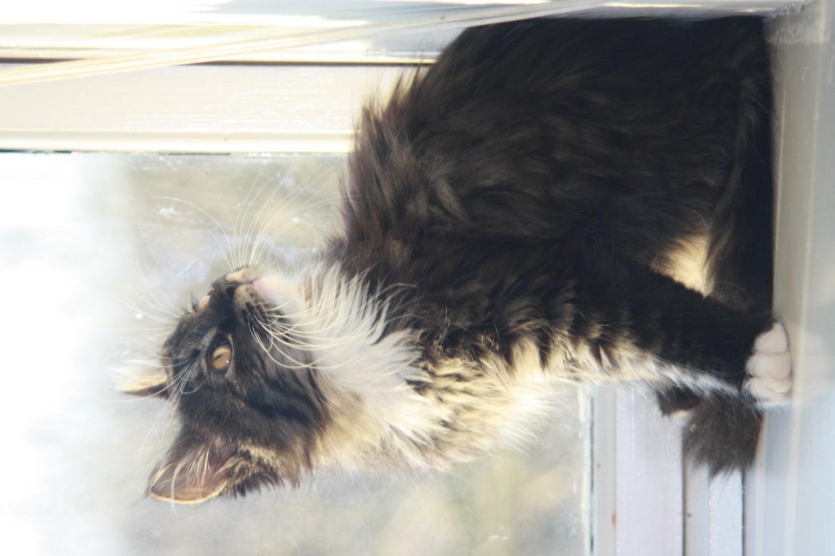 Blanding af racer Nova billede 5