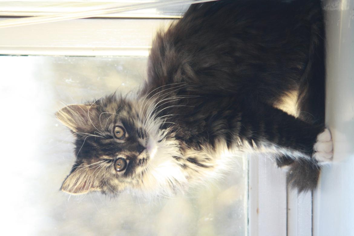 Blanding af racer Nova billede 6