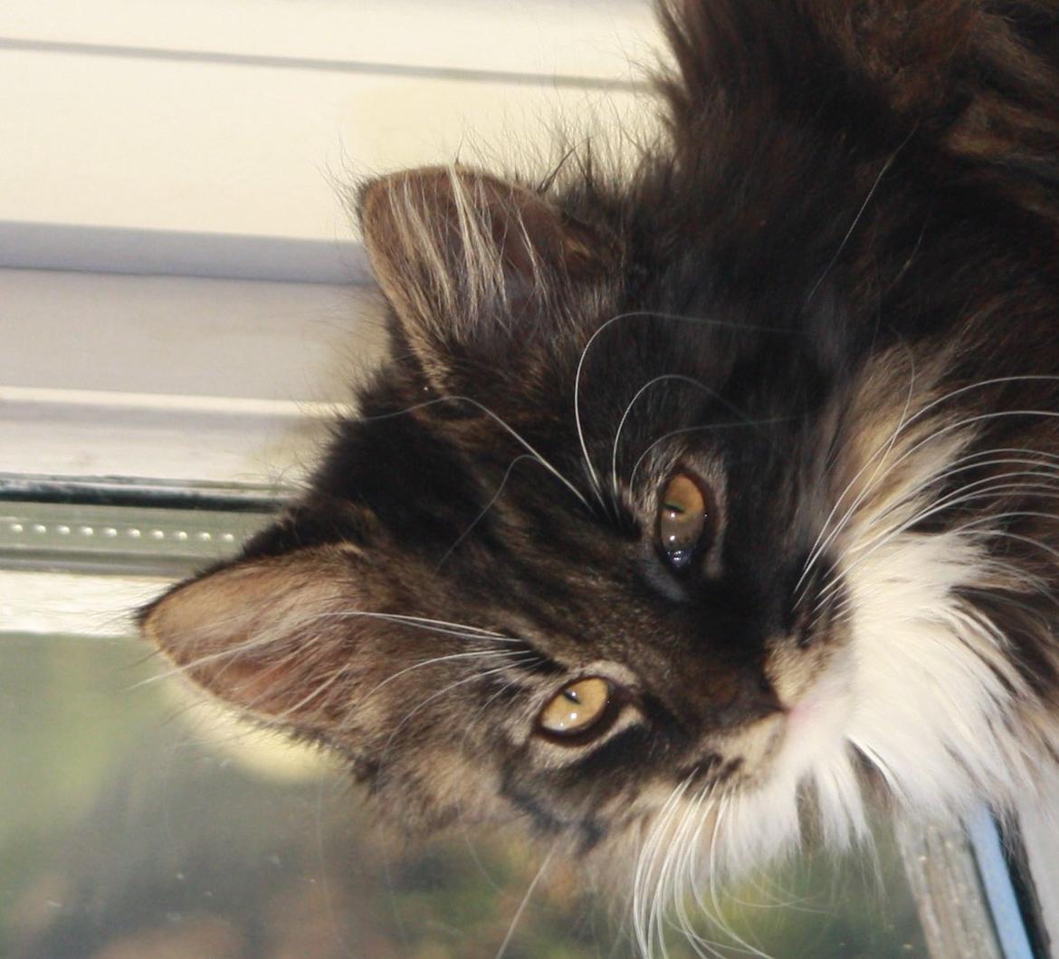 Blanding af racer Nova billede 7