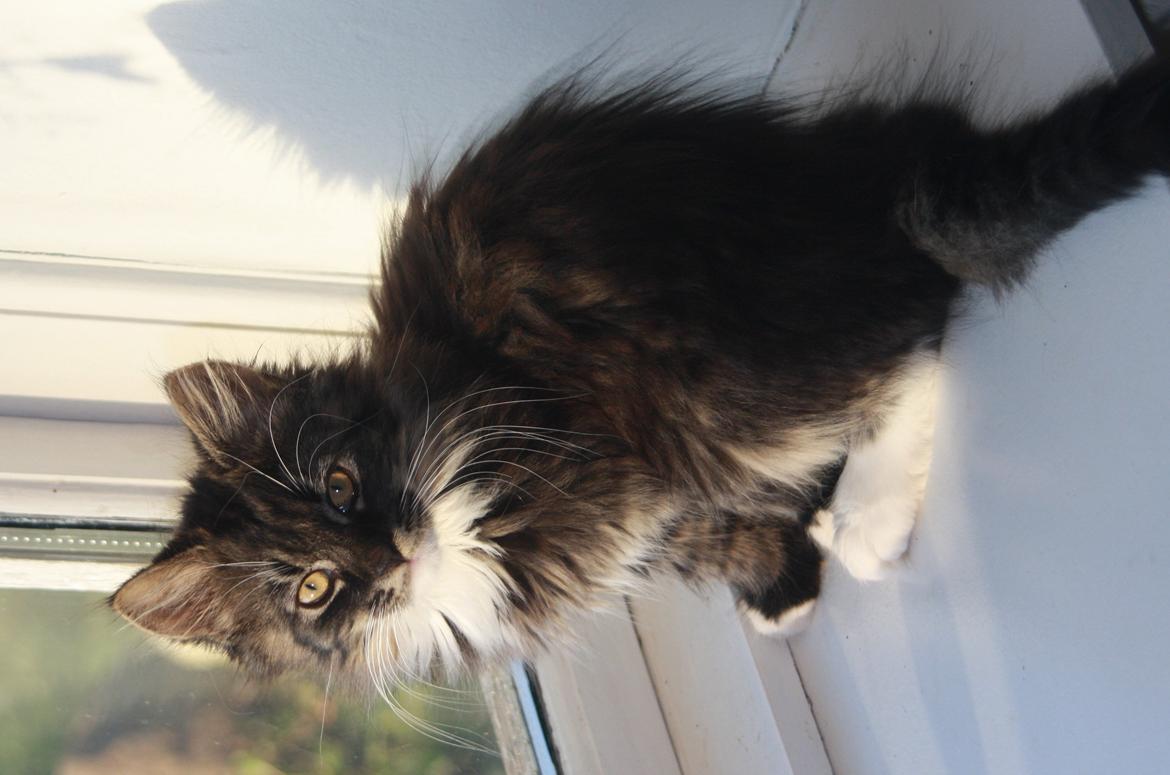 Blanding af racer Nova billede 8