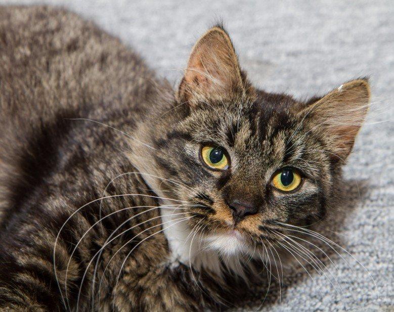 Blanding af racer Nova billede 9