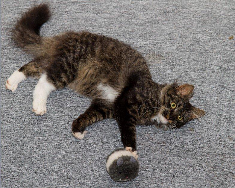 Blanding af racer Nova billede 10