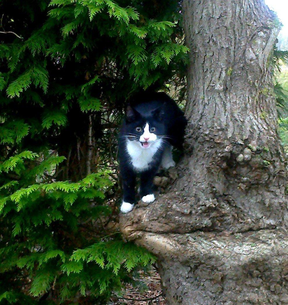 Blanding af racer Snuden billede 1