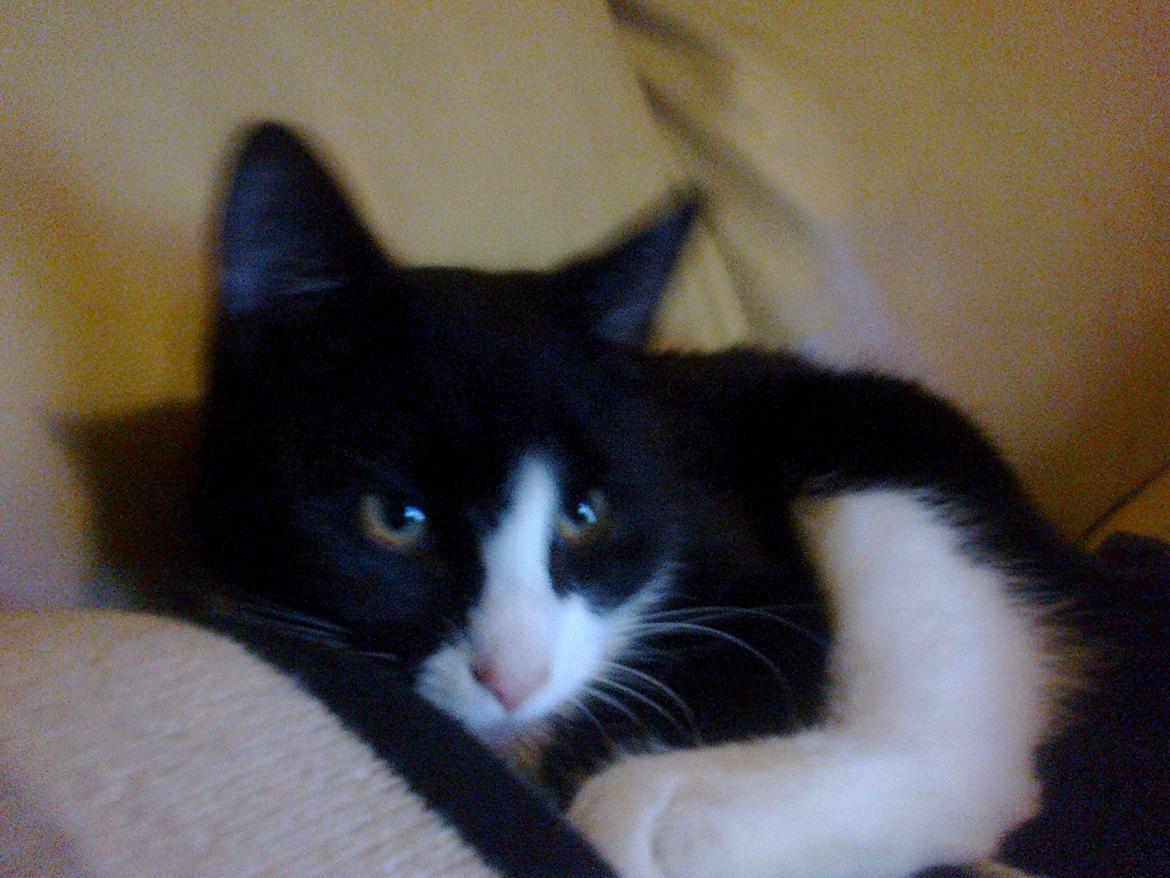 Blanding af racer Snuden billede 2