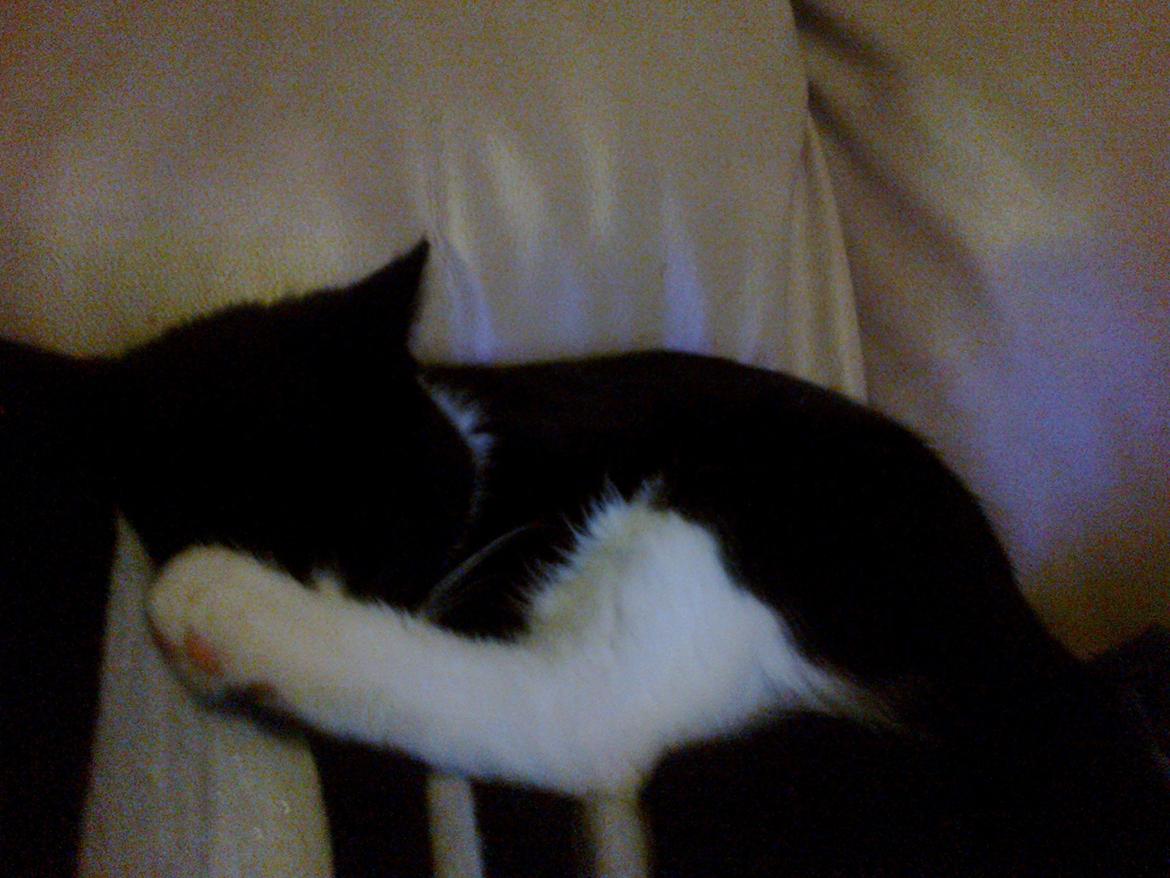 Blanding af racer Snuden billede 3