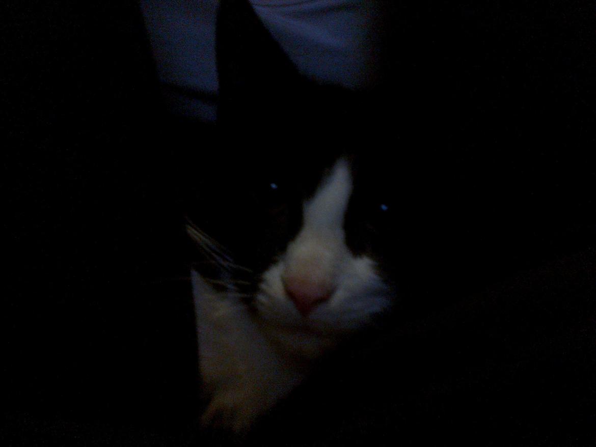 Blanding af racer Snuden billede 5