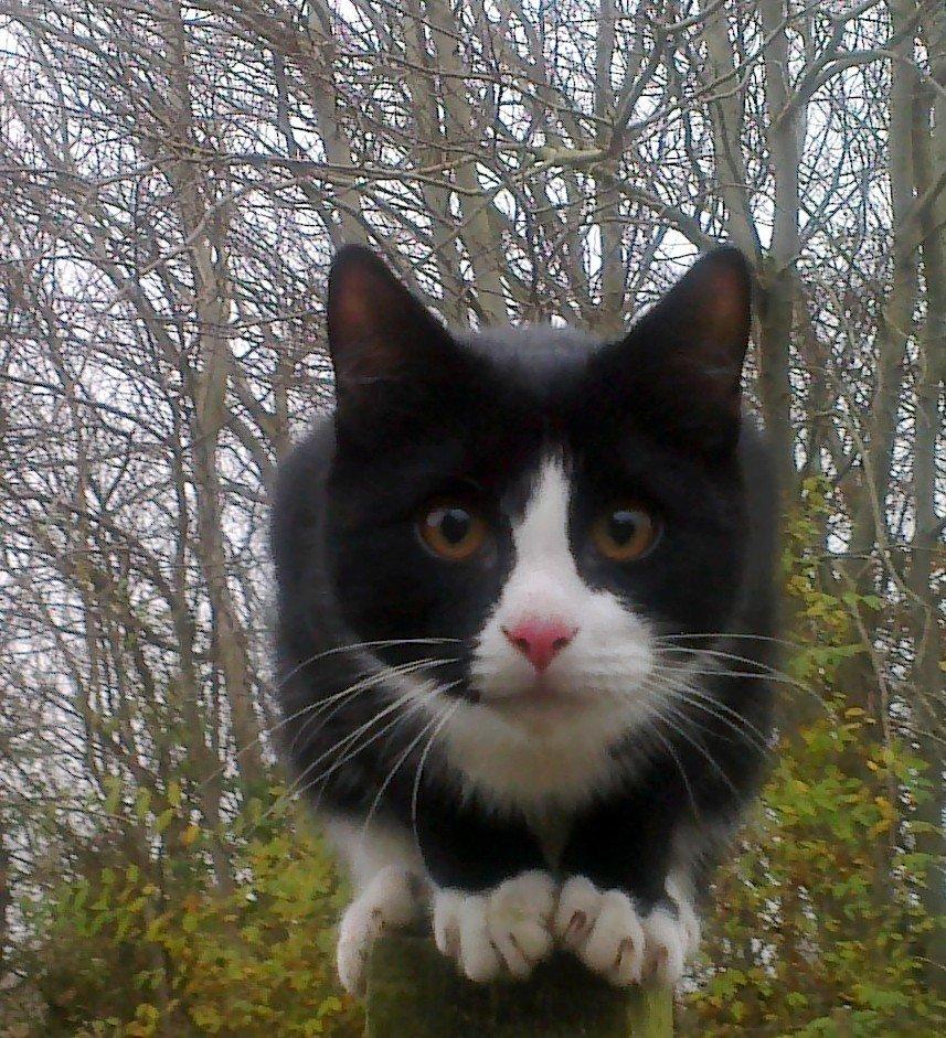 Blanding af racer Snuden billede 6