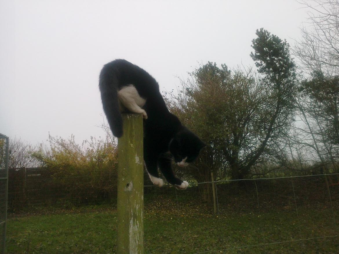 Blanding af racer Snuden billede 7