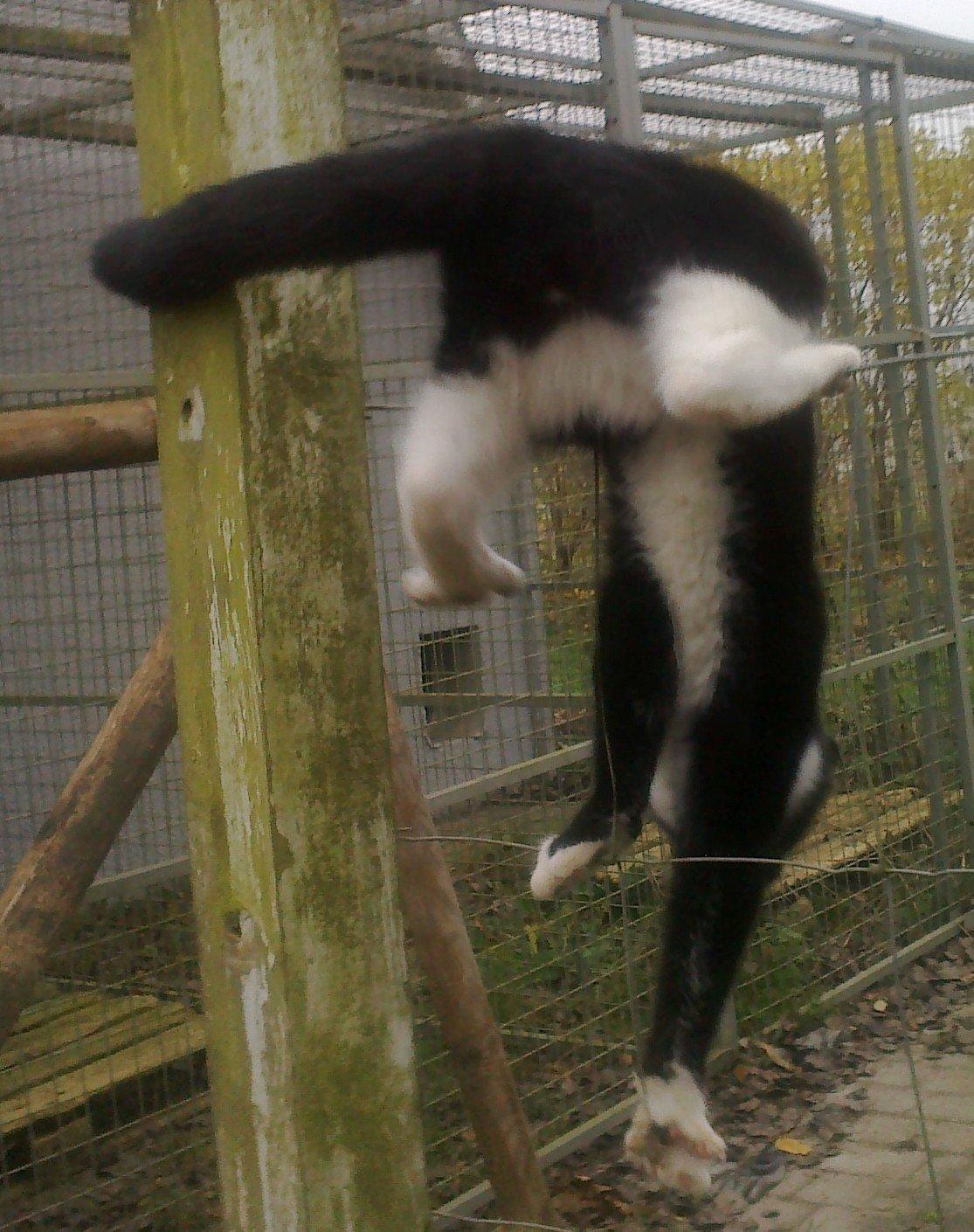 Blanding af racer Snuden billede 8