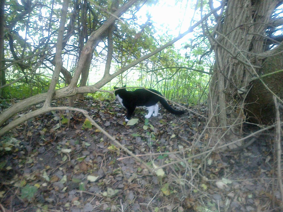 Blanding af racer Snuden billede 9