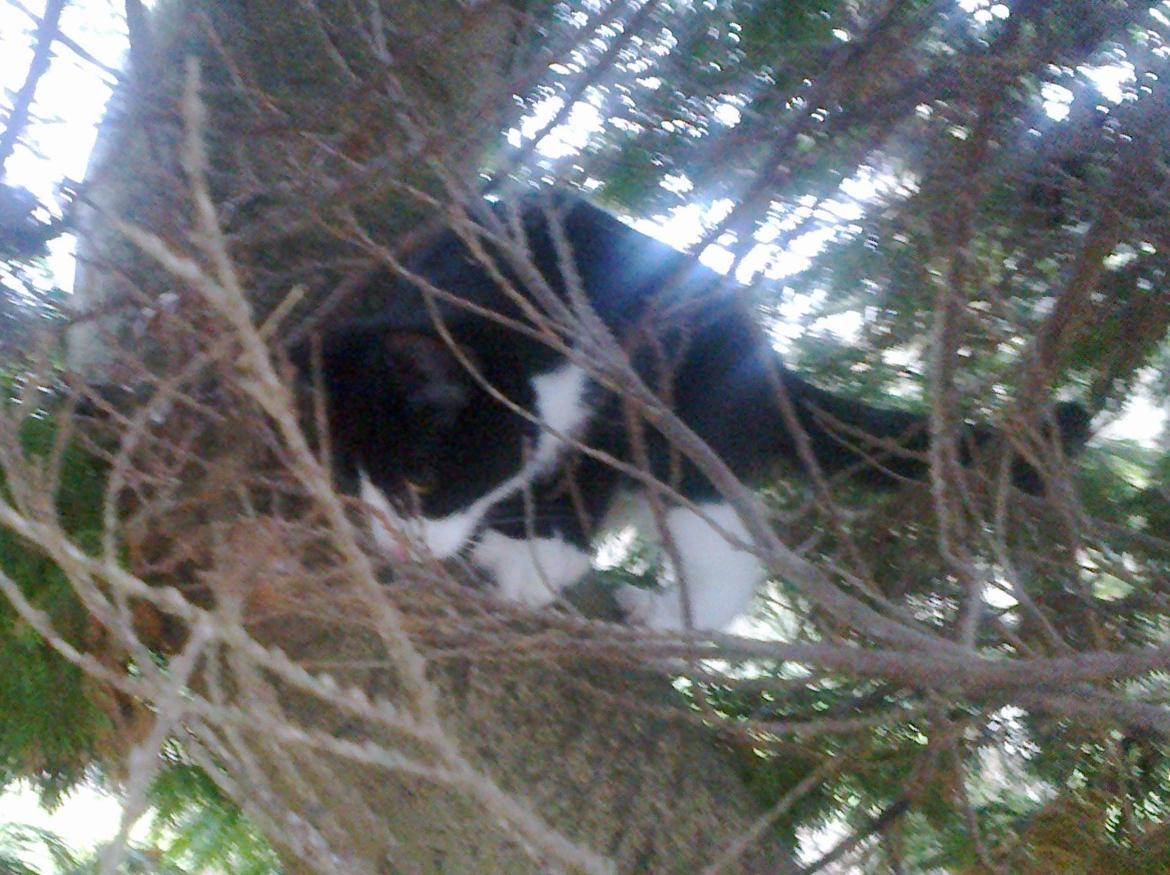 Blanding af racer Snuden billede 10